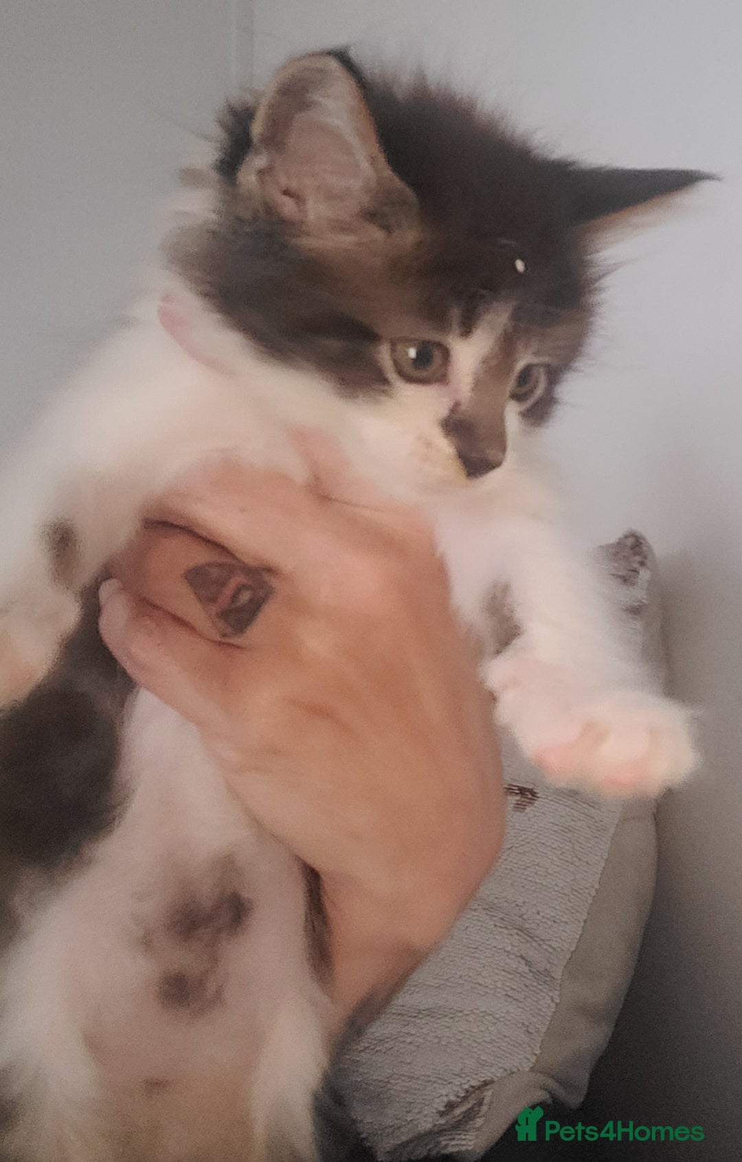 Maine Coon cats for sale: Maine coon X  - Image 11