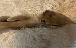 British Shorthair cats for sale: Beautiful lilac BSH Kittens awaiting homes - Image 4