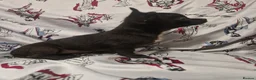 Chihuahua dogs for sale: 4 dark brown/black chihuahuas  - Advert 6