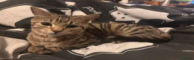 British Shorthair 1