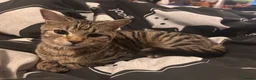 British Shorthair cats for sale: Male tabby cat  - Advert 2