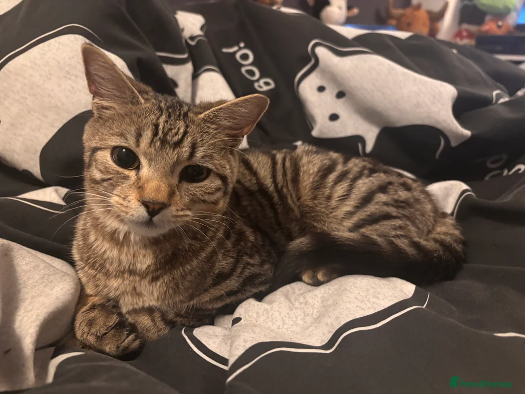 British Shorthair cats for sale: Male tabby cat  - Advert 2