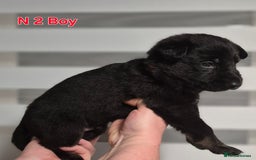 German Shepherd dogs for sale: German Shepherd  - Image 7