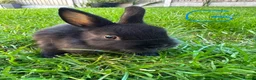 Netherland Dwarf rabbits for sale: Netherland Dwarf Rabbits For Sale  - Advert 9