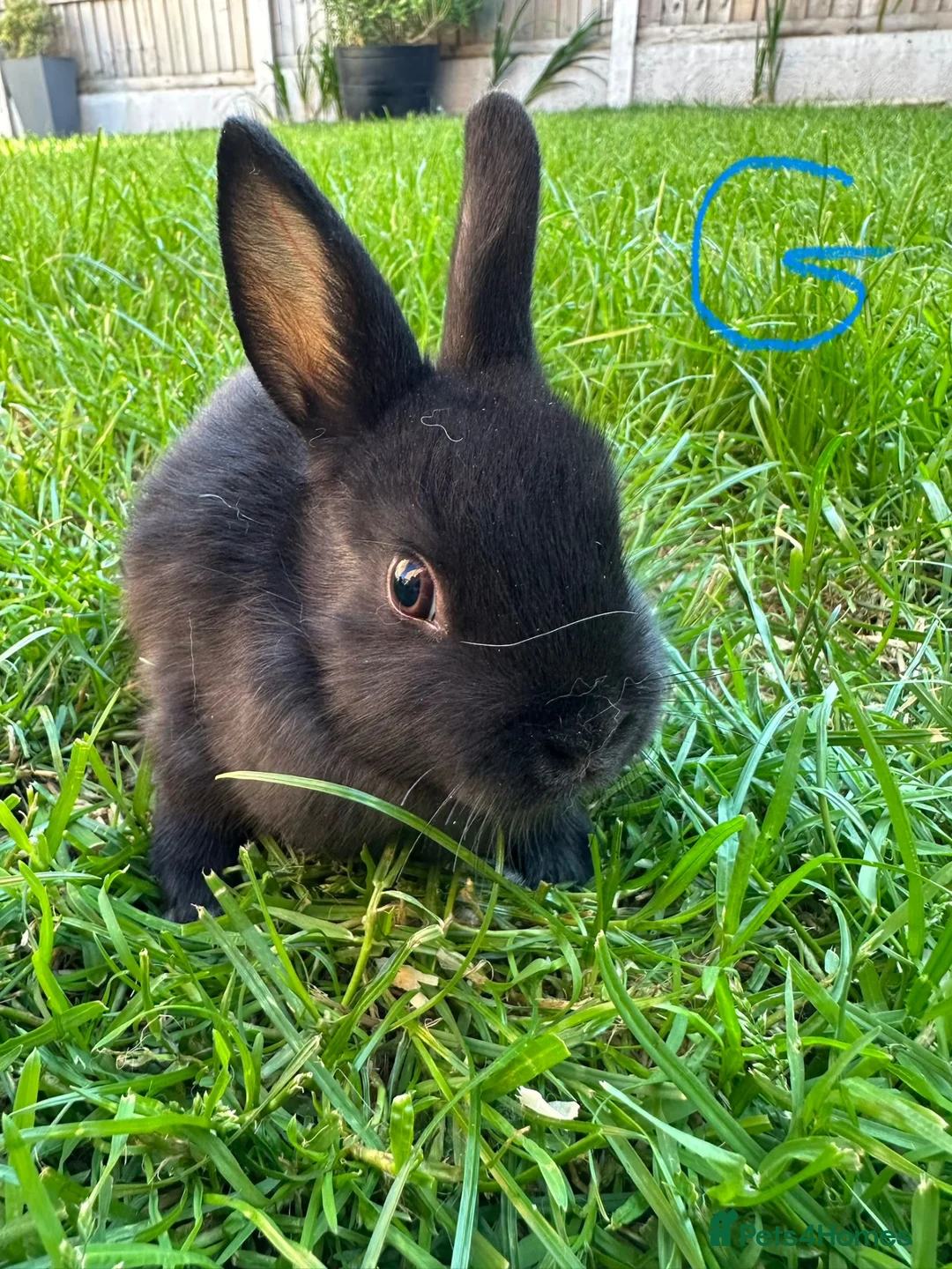 Netherland Dwarf rabbits for sale: Netherland Dwarf Rabbits For Sale  - Advert 9