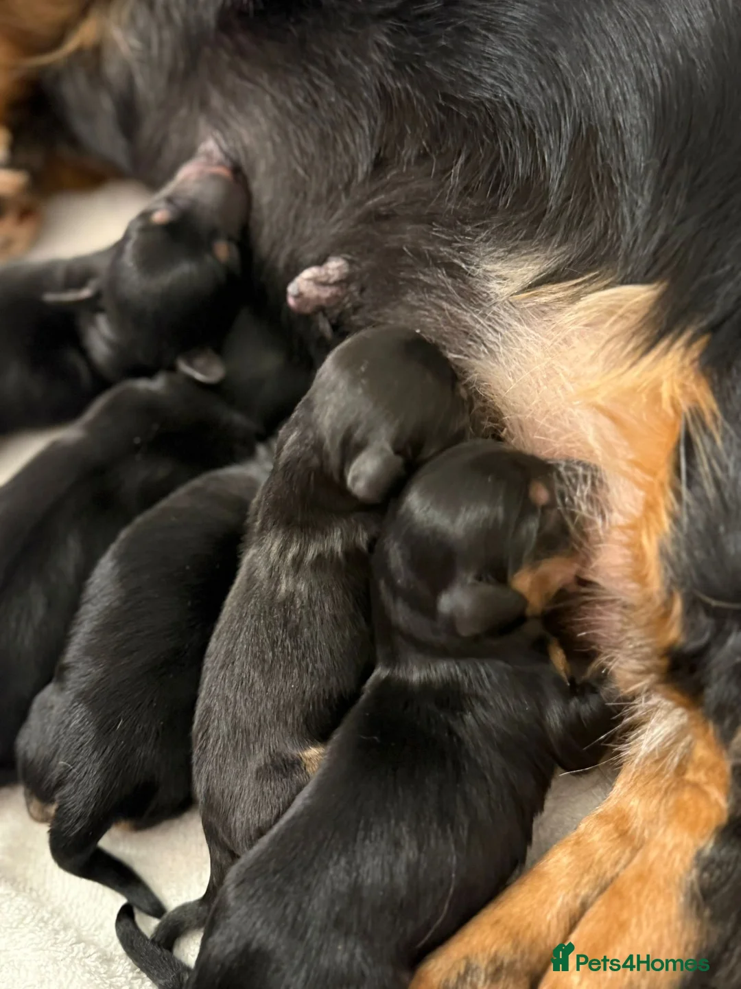 Miniature Dachshund dogs for sale: Long Hair Black And Cream Miniature Dachshund - Advert 6