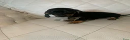 Dachshund dogs for sale: 5 dachund puppies for sale 2 boys 3 girls - Advert 9