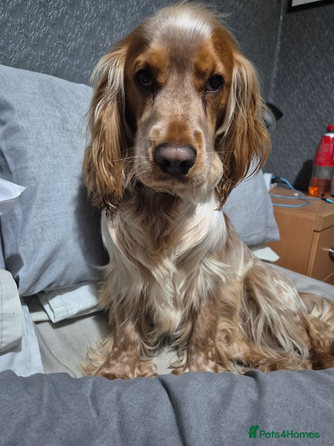 Cocker Spaniel dogs for stud: Stud dog  - Advert 7