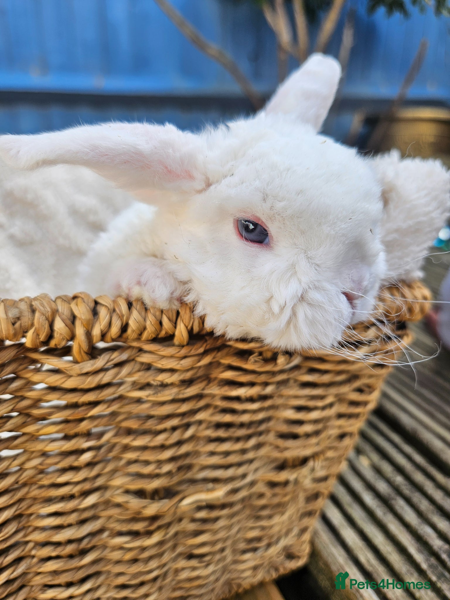 Mini Lop rabbits Mini Plush Lops - Suffolk - Advert 1