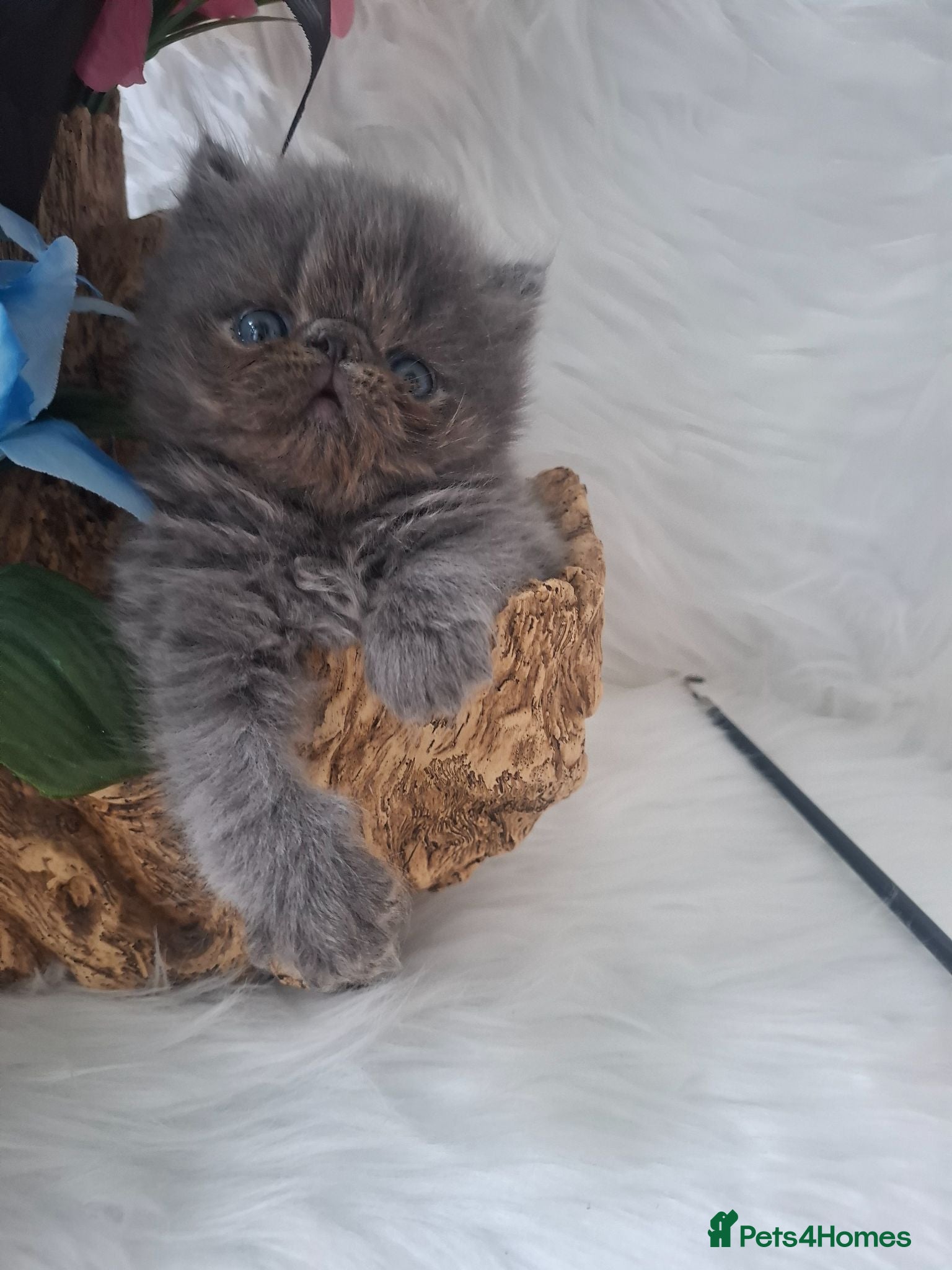 Persian cats Blue Persian Kittens  - Advert 2