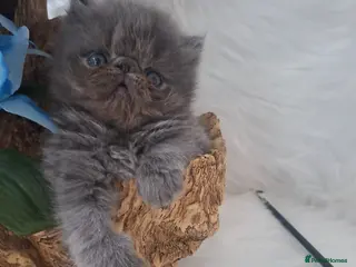 Persian cats Blue Persian Kittens - Advert 2