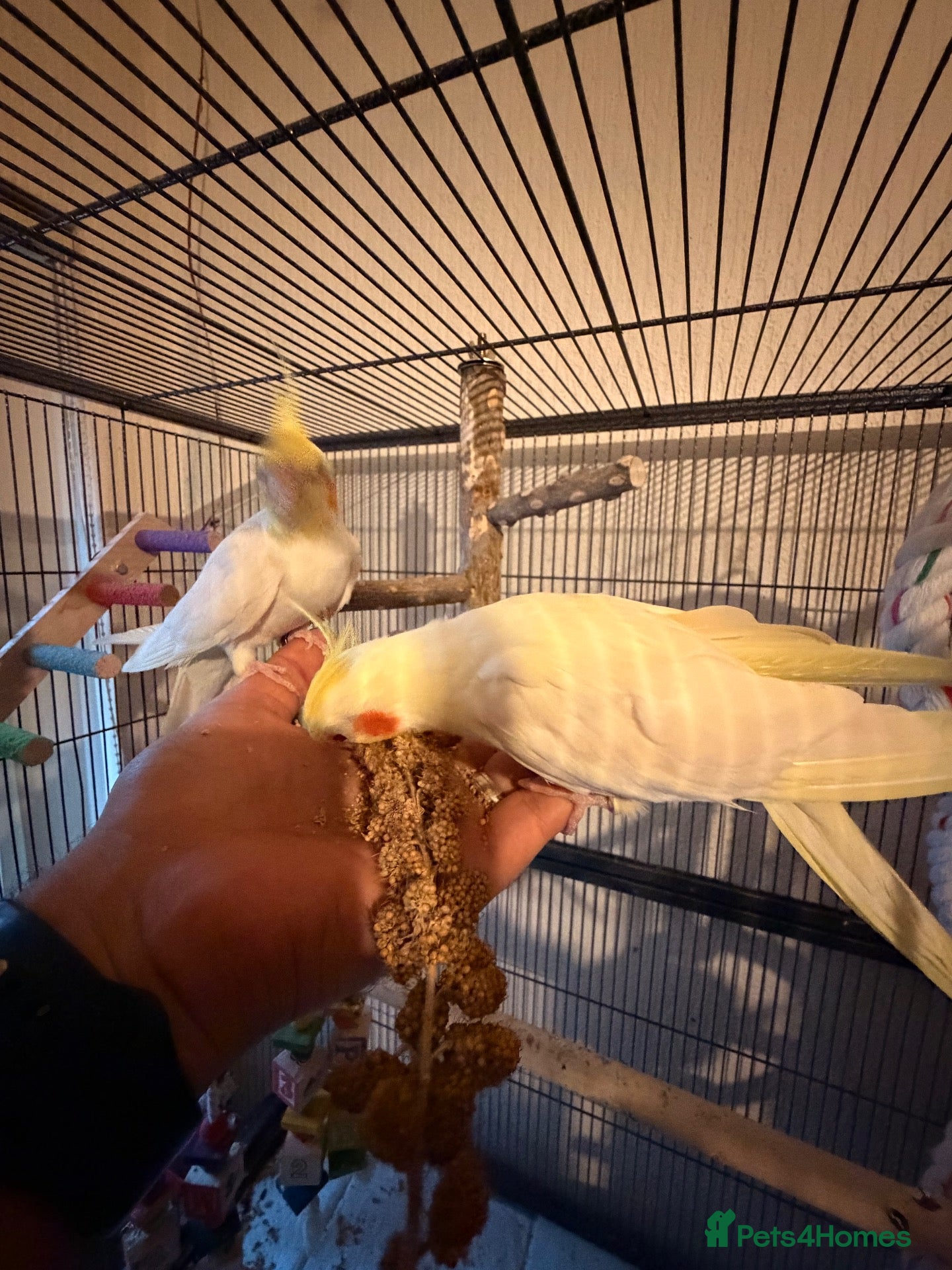 Cockatiels birds Loving cockatiels looking for a new home  - Advert 2