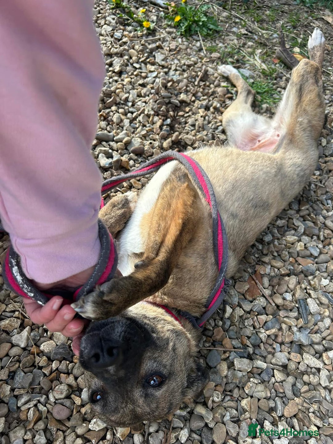 Mixed Breed dogs for adoption: Phoenix - Norwich Norfolk  - Image 2