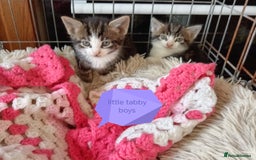 Mixed Breed cats for sale: Kittens gorgeous playful babys - Image 3