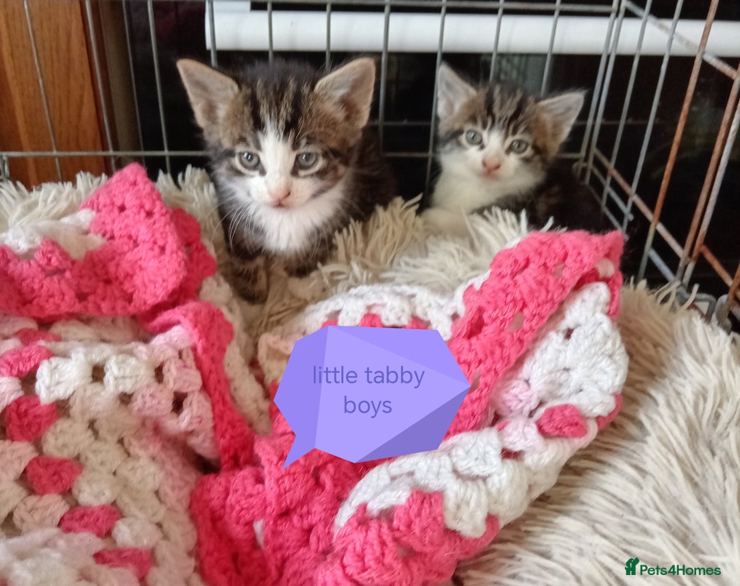 Mixed Breed cats for sale: Kittens gorgeous playful babys - Image 3
