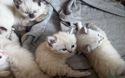 Ragdoll cats for sale: ADORABLE RAGDOLL KITTENS - READY NOW - Image 17