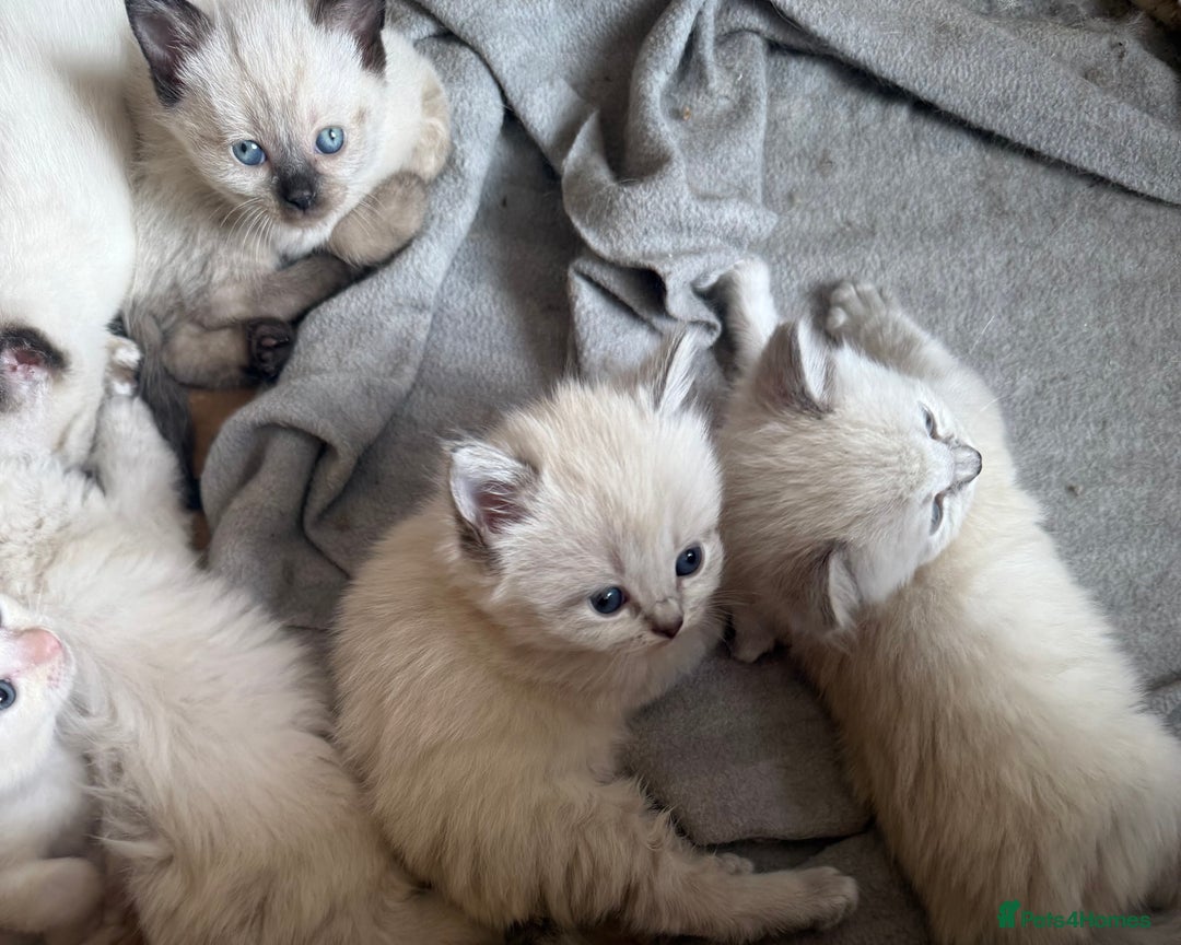 Ragdoll cats for sale: ADORABLE RAGDOLL KITTENS - READY NOW - Image 17