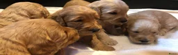 Goldendoodle dogs for sale: F1 Miniature Goldendoodle 100% DNA Health Tested - Advert 28