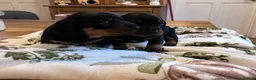 Dachshund dogs for sale: Puppies miniature Dachshund  - Advert 3