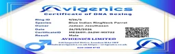 Ringnecks birds for sale: Blue Indian Ringneck Parrot Hand Tame in Birmingham - Advert 3