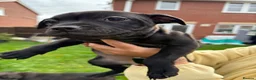 Staffordshire Bull Terrier dogs for sale: Beautiful Staffy pups. KC reg and ready to go. - Advert 5