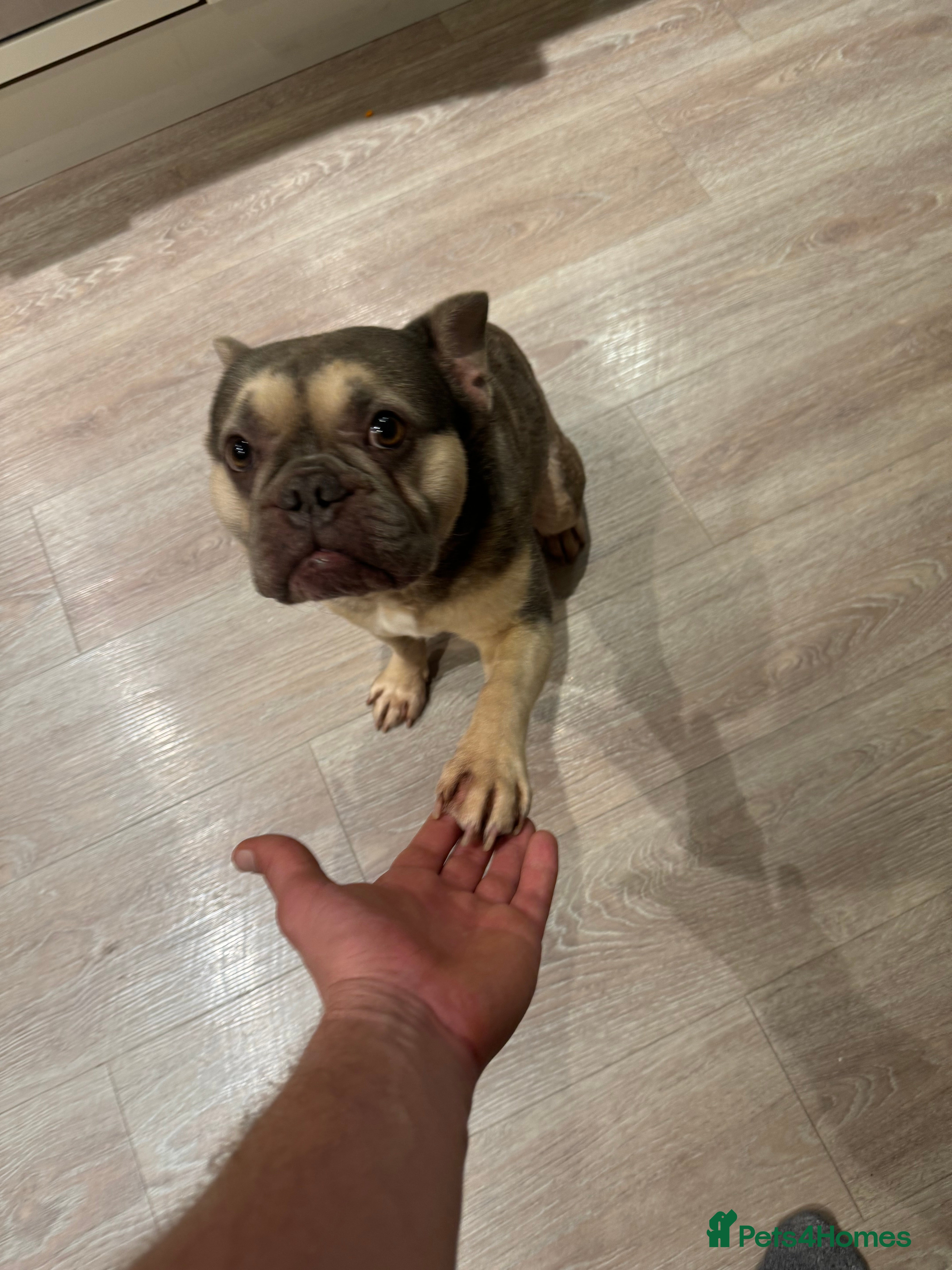French Bulldog dogs French Bulldog Looking for a Loving Home – URGENT - Advert 9