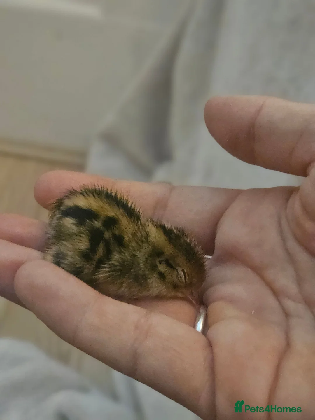 Quail poultry for sale: Cortunix quail - Advert 1