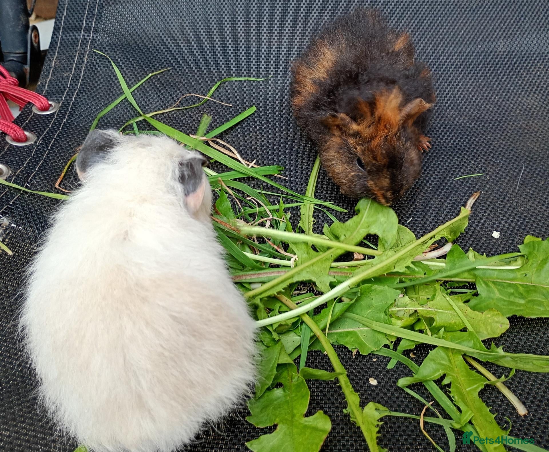 Guinea Pig rodents Beautiful baby girl piggies  - Advert 4
