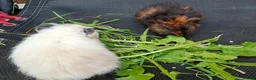 Guinea Pig rodents for sale: Beautiful baby girl piggies  - Advert 3