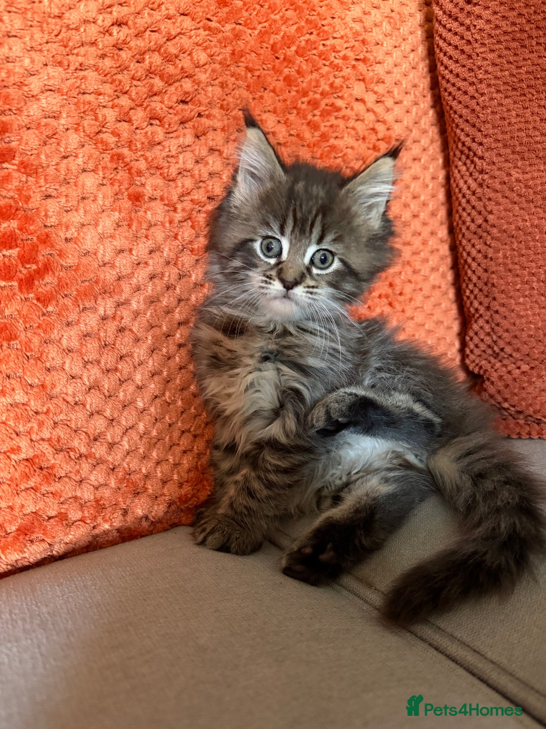 Maine Coon cats for sale: Little Maine coon babies - Advert 2