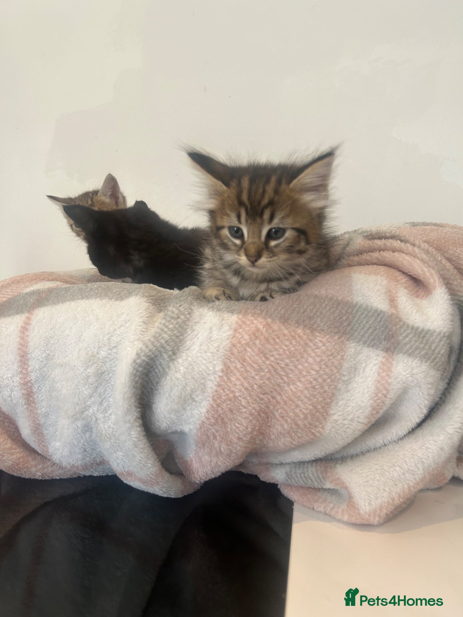 Savannah cats for sale: F3 savannas ready to leave  - Advert 5