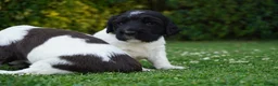 English Springer Spaniel dogs for sale: Beautiful Springer Spaniel Puppies For Sale  - Advert 9