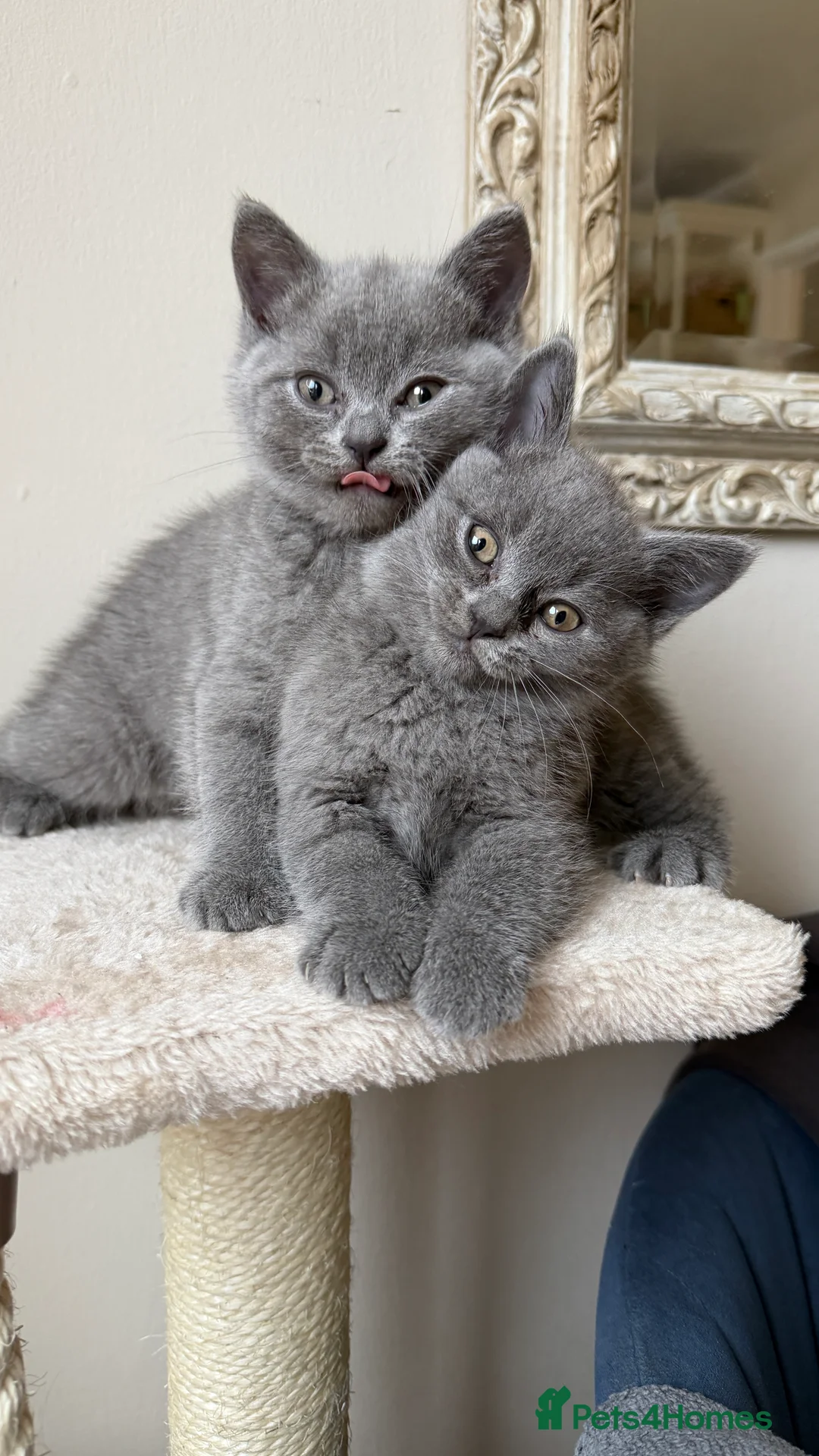 British Shorthair cats for sale: British Shorthair  - Advert 7