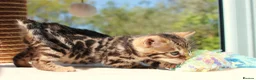 Bengal cats for sale: CUTE BENGAL FEMALE (TICA REG) - Advert 12
