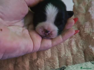 Shih Tzu dogs 💞 Gorgeous Shih Tzu Boy Puppies 💞 - Advert 1