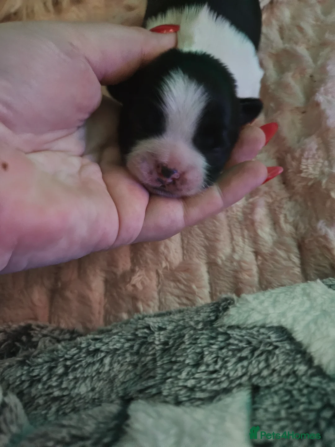 Shih Tzu dogs for sale: 💞 Gorgeous Shih Tzu Boy Puppies 💞 - Advert 5