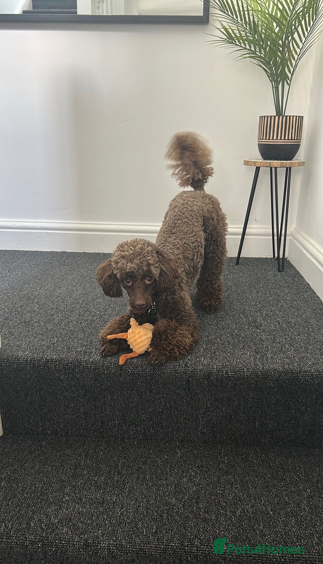 Toy Poodle dogs for stud: Pedro (Choccywoky do dah) - Advert 11