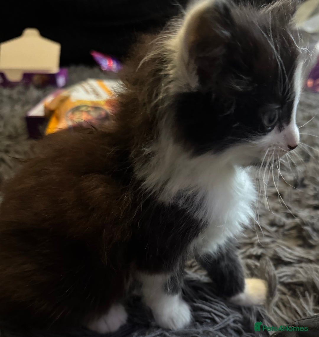 Mixed Breed cats for sale: Part Maine coon kittens - Advert 22