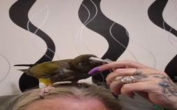 Parrots birds for sale: Patagonian conure - Image 5