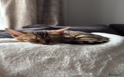 Bengal cats for sale: Beautiful bengal kitten - Image 3