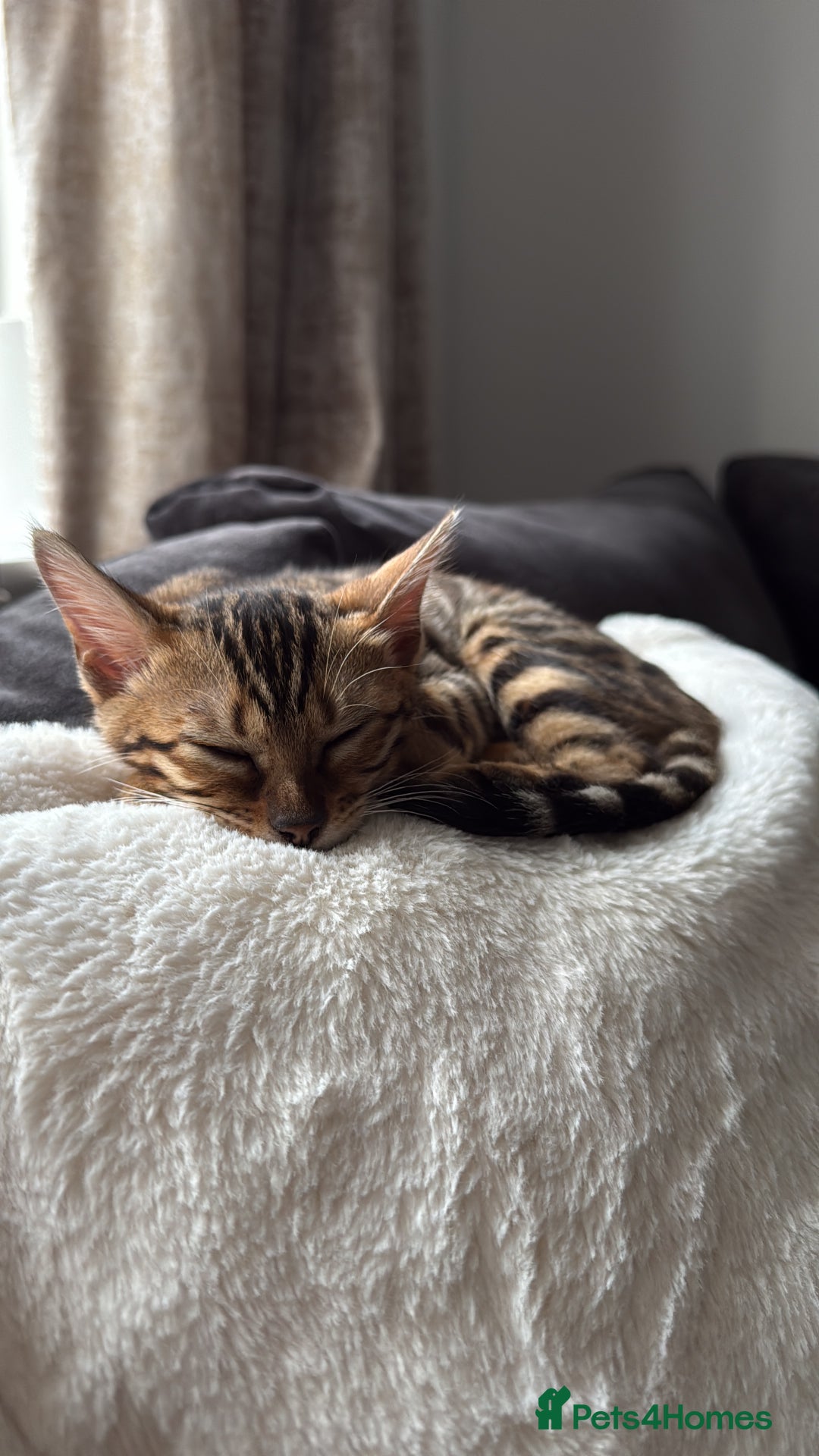 Bengal cats for sale: Beautiful bengal kitten - Image 3