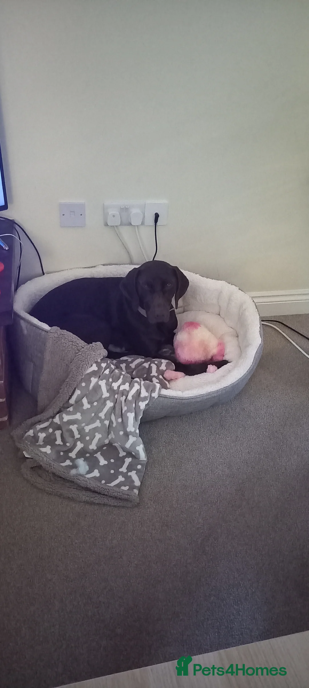 Mixed Breed dogs for sale: Our beautiful dog - Advert 17