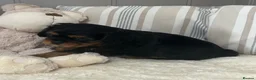 Cavalier King Charles Spaniel dogs for sale: Kc Reg’d, health tested female Cavalier pups - Advert 6