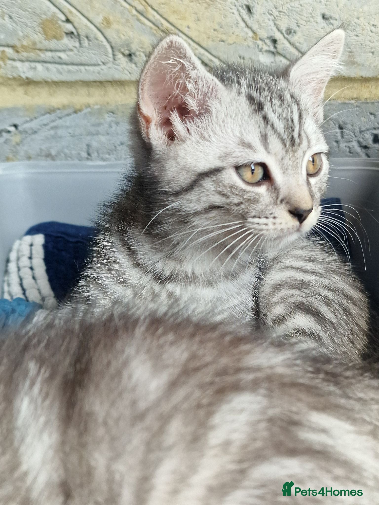 British Shorthair cats 2 Beautiful British Short-hair and X daddy kittens - Advert 1