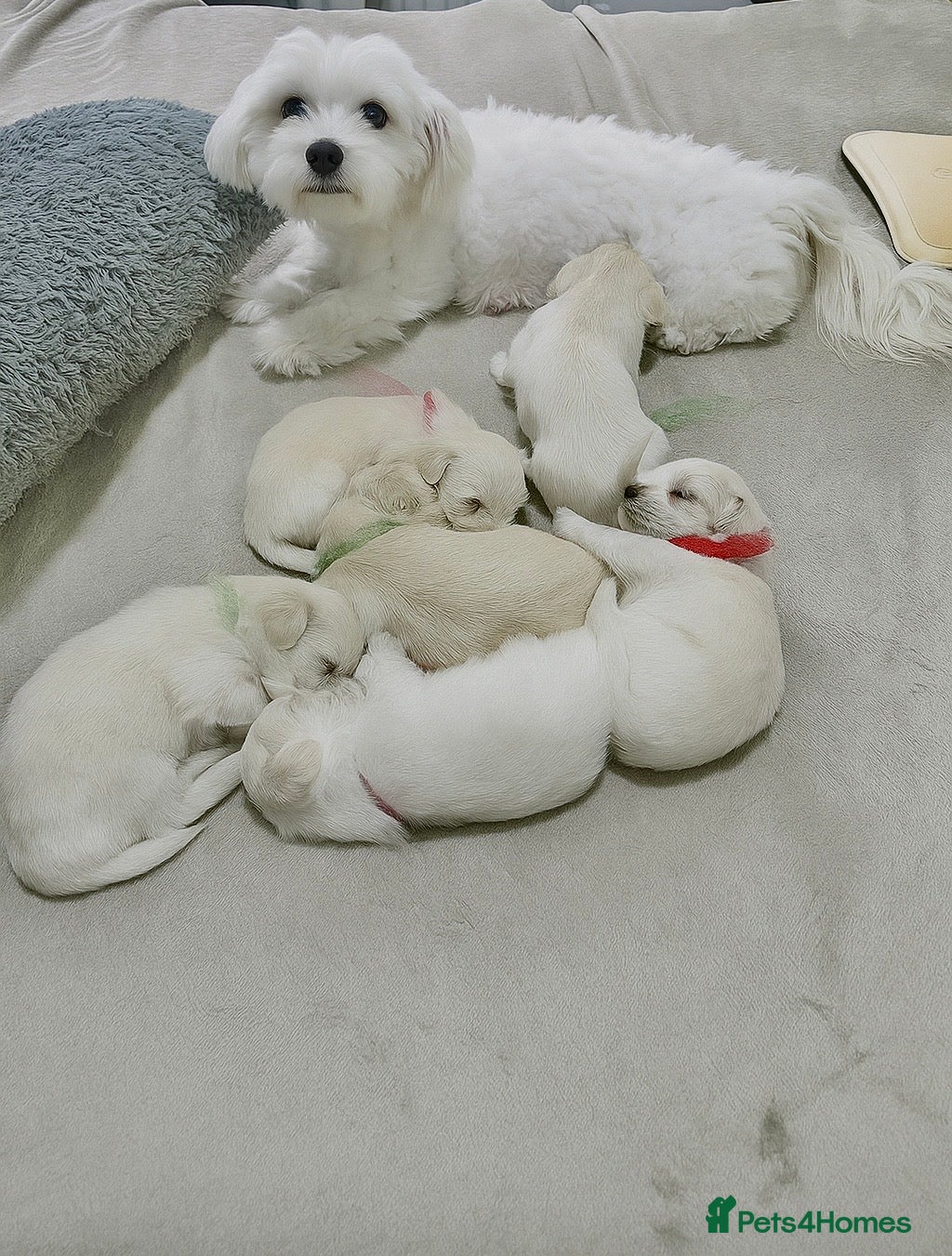 Bichon Frise dogs LAST PUPPY REMAINING - READY TO LEAVE 28th OFFERS! - Advert 10