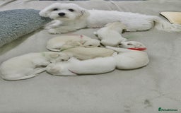 Bichon Frise dogs for sale: Beautiful Puppies Looking for Their Forever Homes! - Image 1