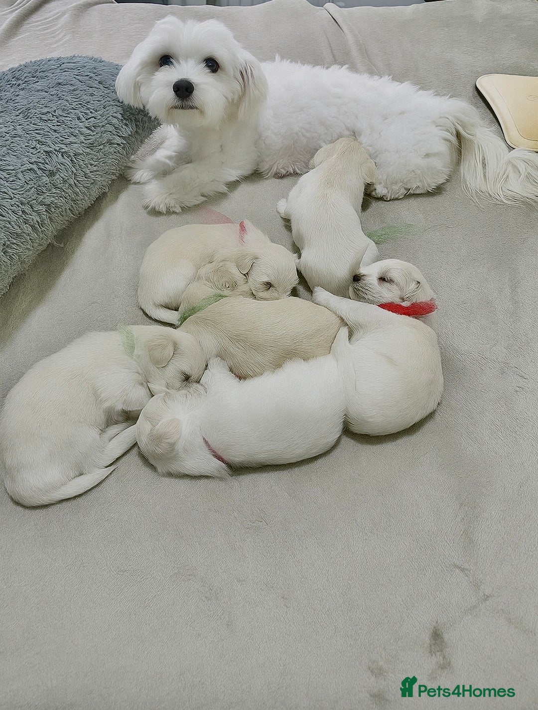 Bichon Frise dogs for sale: Beautiful Puppies Looking for Their Forever Homes! - Image 1