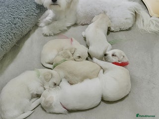 Bichon Frise dogs - Advert 1