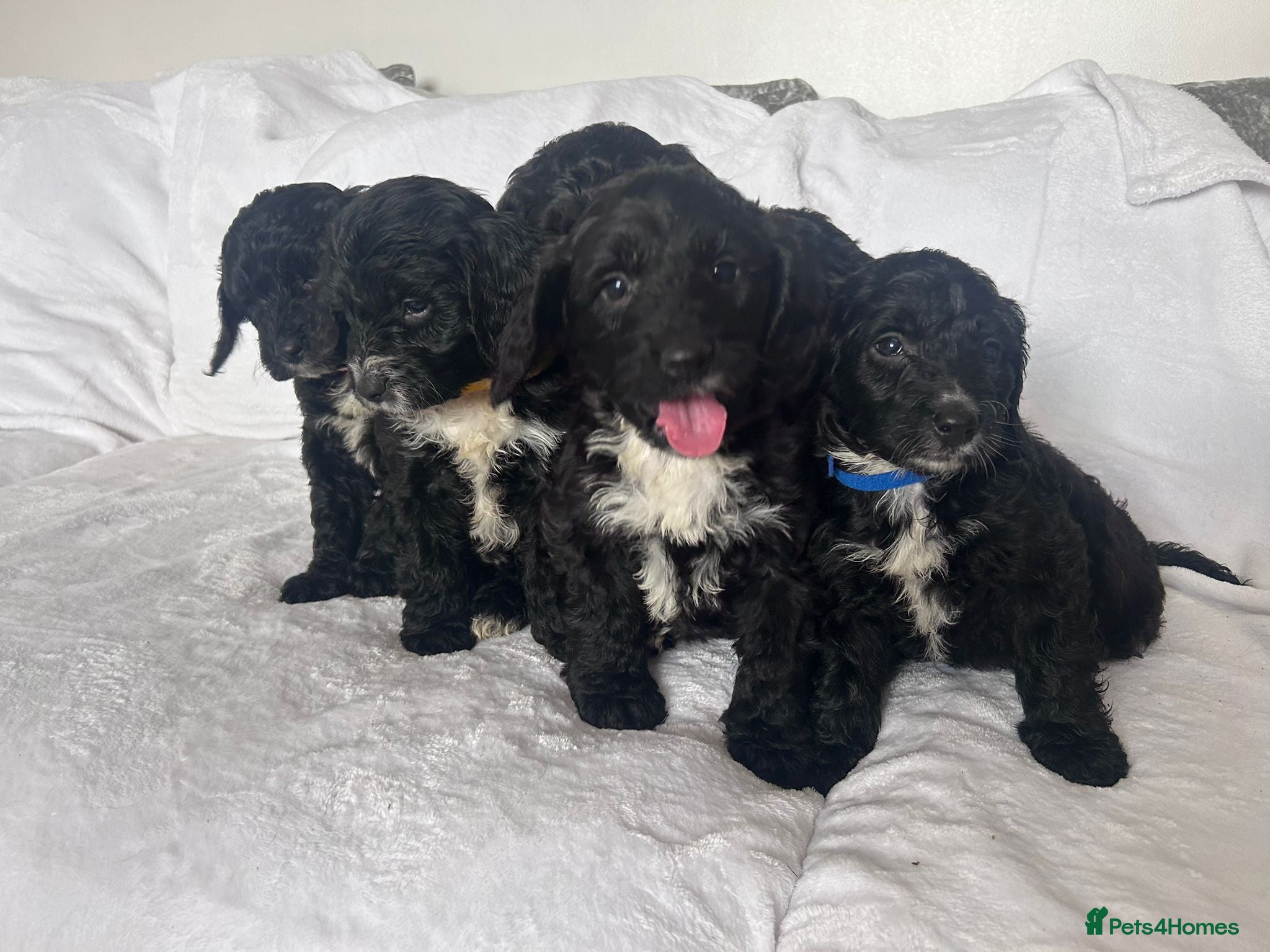 Sproodle dogs Beautiful F1 Sproodles ready to leave  - Advert 1