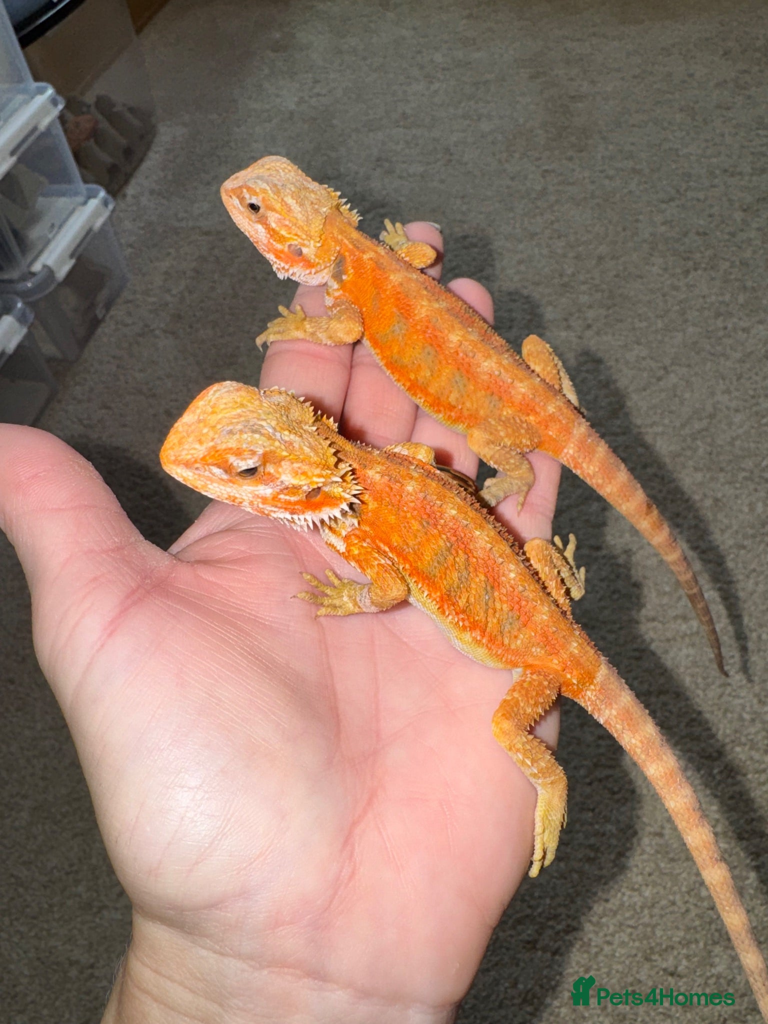 Bearded Dragon reptiles Stunning Baby Beardies For Sale! - Advert 1